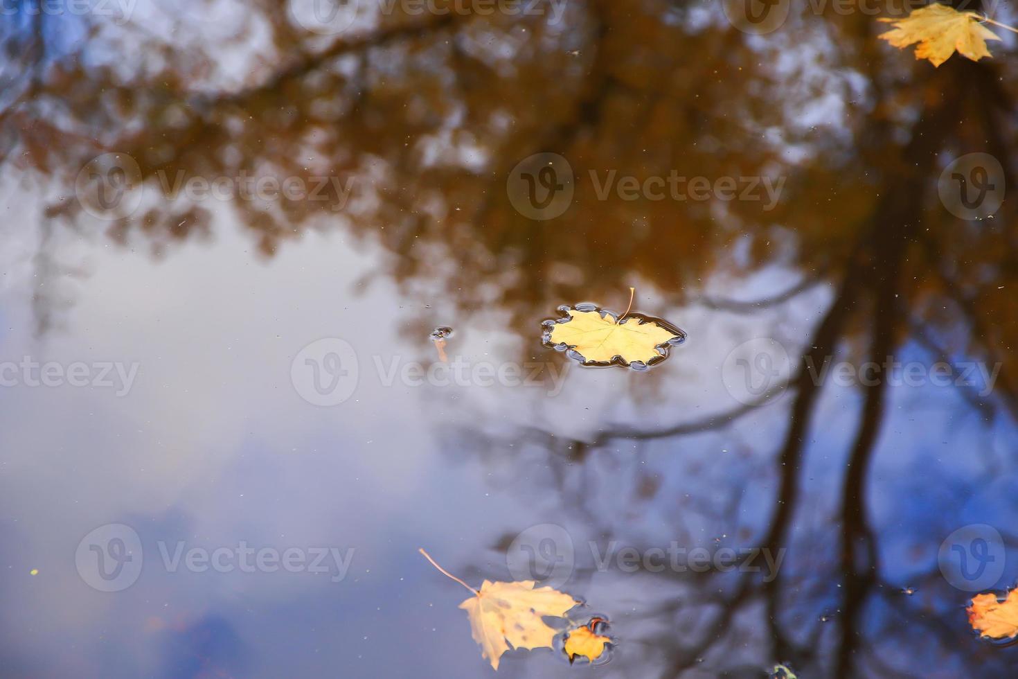 Autumn yellow maple leaves over blue water with reflection of trees in it photo