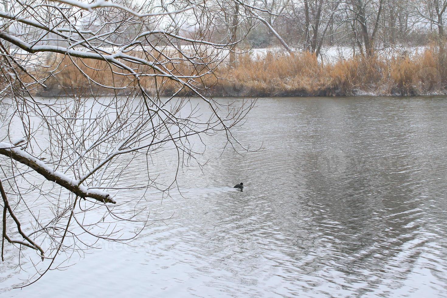 portrait of a coot duck bird swimming on Danube river photo