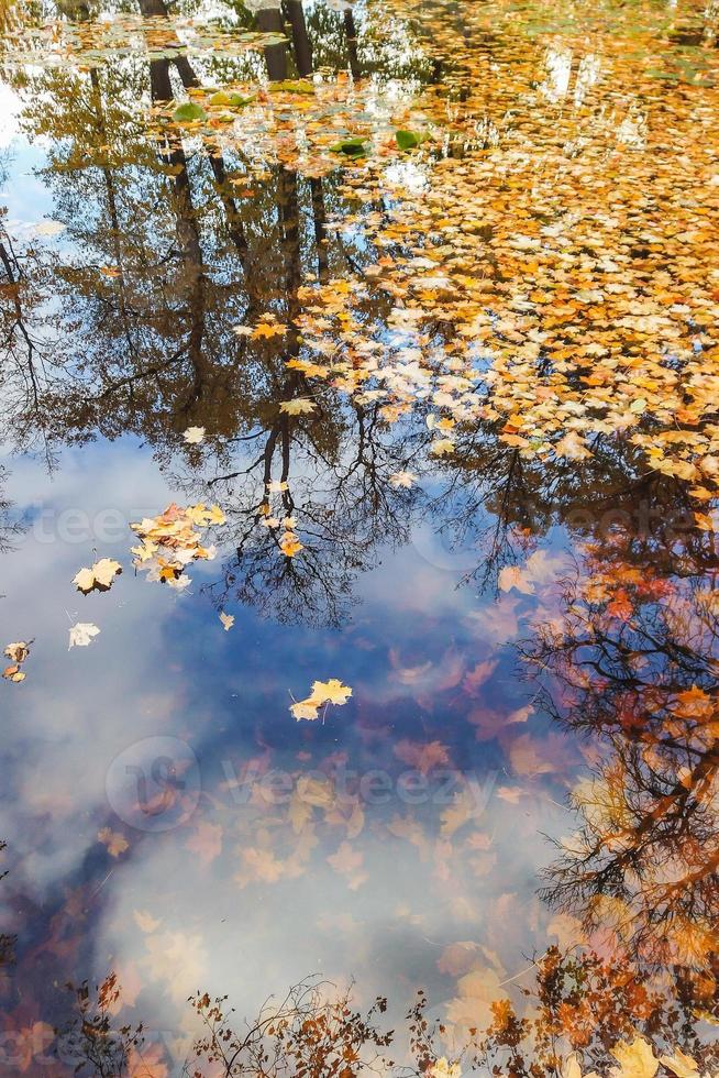 Autumn yellow maple leaves over blue water with reflection of trees in it photo