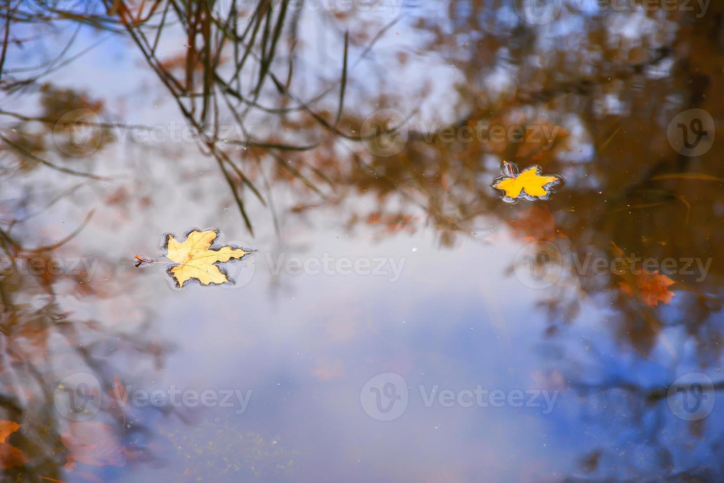 Autumn yellow maple leaves over blue water with reflection of trees in it photo