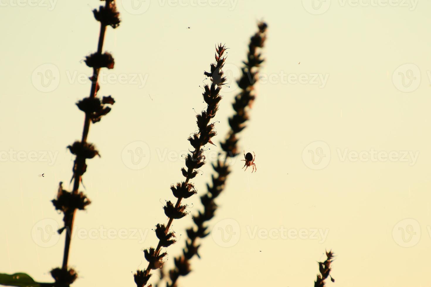 silueta de araña en la hierba al atardecer foto