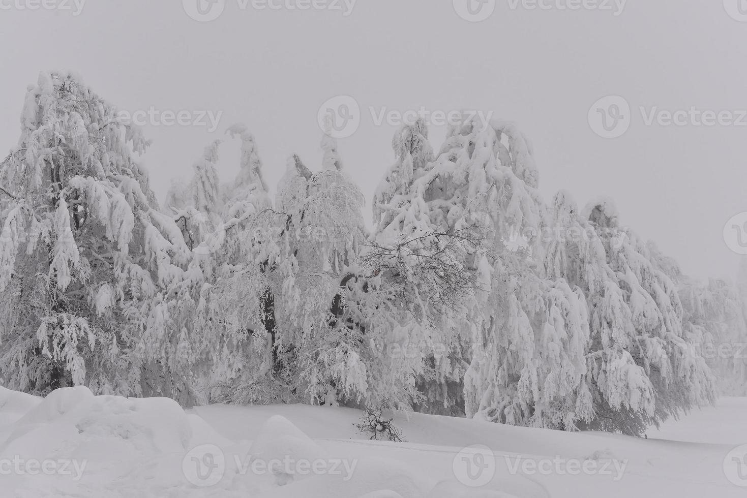 paisaje de bosque de montaña en un día de invierno brumoso foto