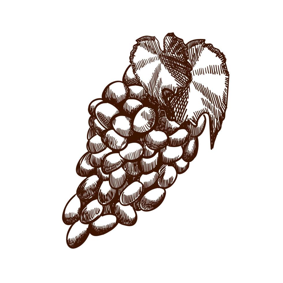 boceto de uvas dibujadas a mano. contorno de cierre de vid de vino, hojas, bayas. imágenes prediseñadas en blanco y negro aisladas sobre fondo blanco. ilustración de grabado vintage antiguo para vino de diseño. vector