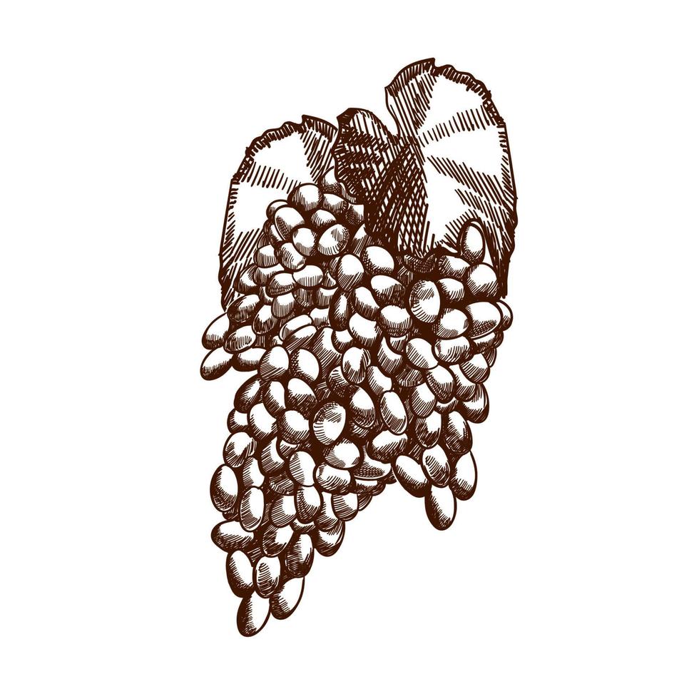 boceto de uvas dibujadas a mano. contorno de cierre de vid de vino, hojas, bayas. imágenes prediseñadas en blanco y negro aisladas sobre fondo blanco. ilustración de grabado vintage antiguo para vino de diseño. vector