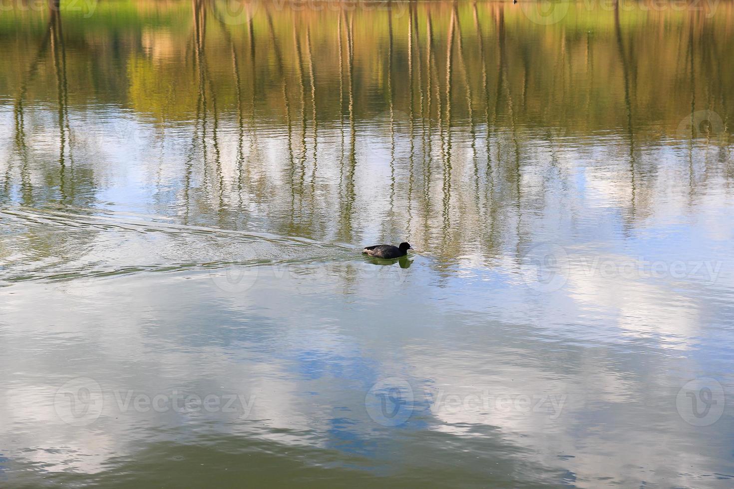 portrait of a coot duck bird swimming on Danube river photo