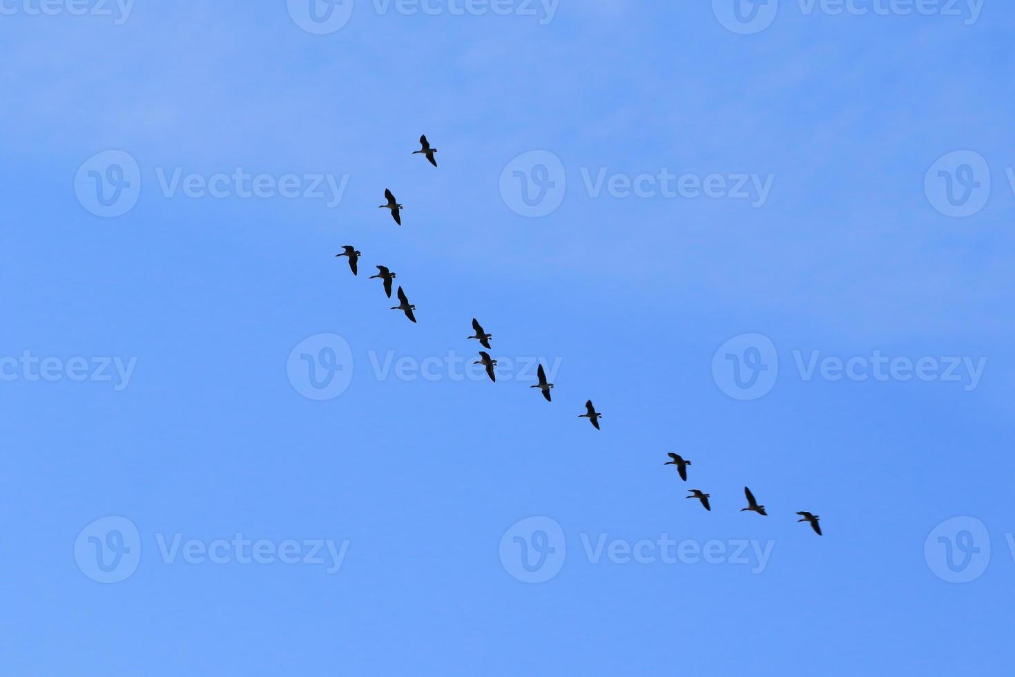 birds flying into sunset sky photo