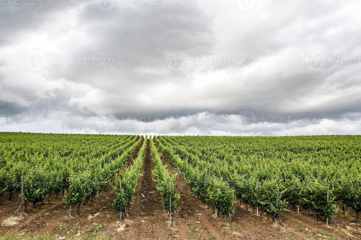 green field landscape with blue sky and stormy clouds. photo