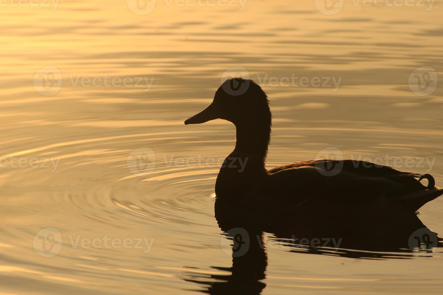 The wild goose float in the evening lake while the golden light reflected in the beautiful water surface. photo