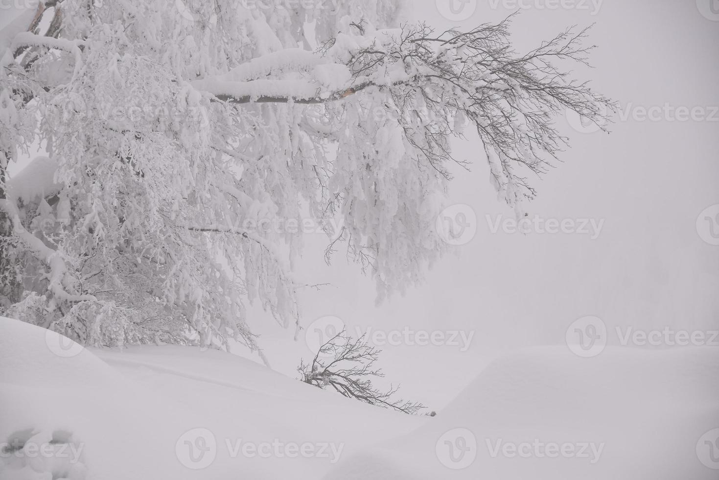 mountain forest landscape on a foggy winter day photo