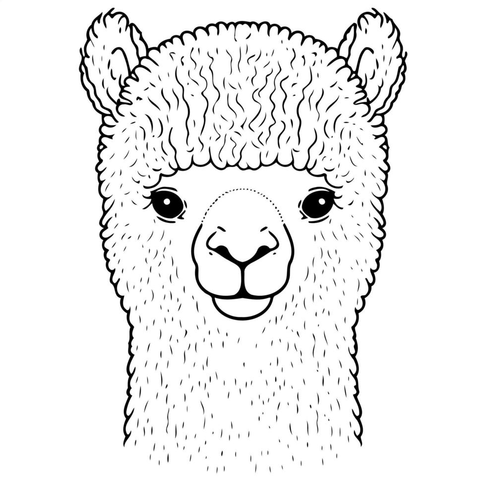 camelid animal head called alpaca vector
