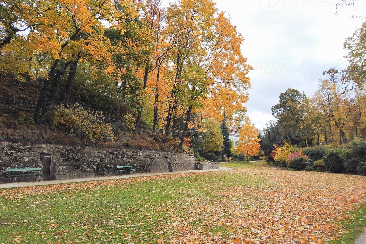 Autumn leaves and trees in the park photo