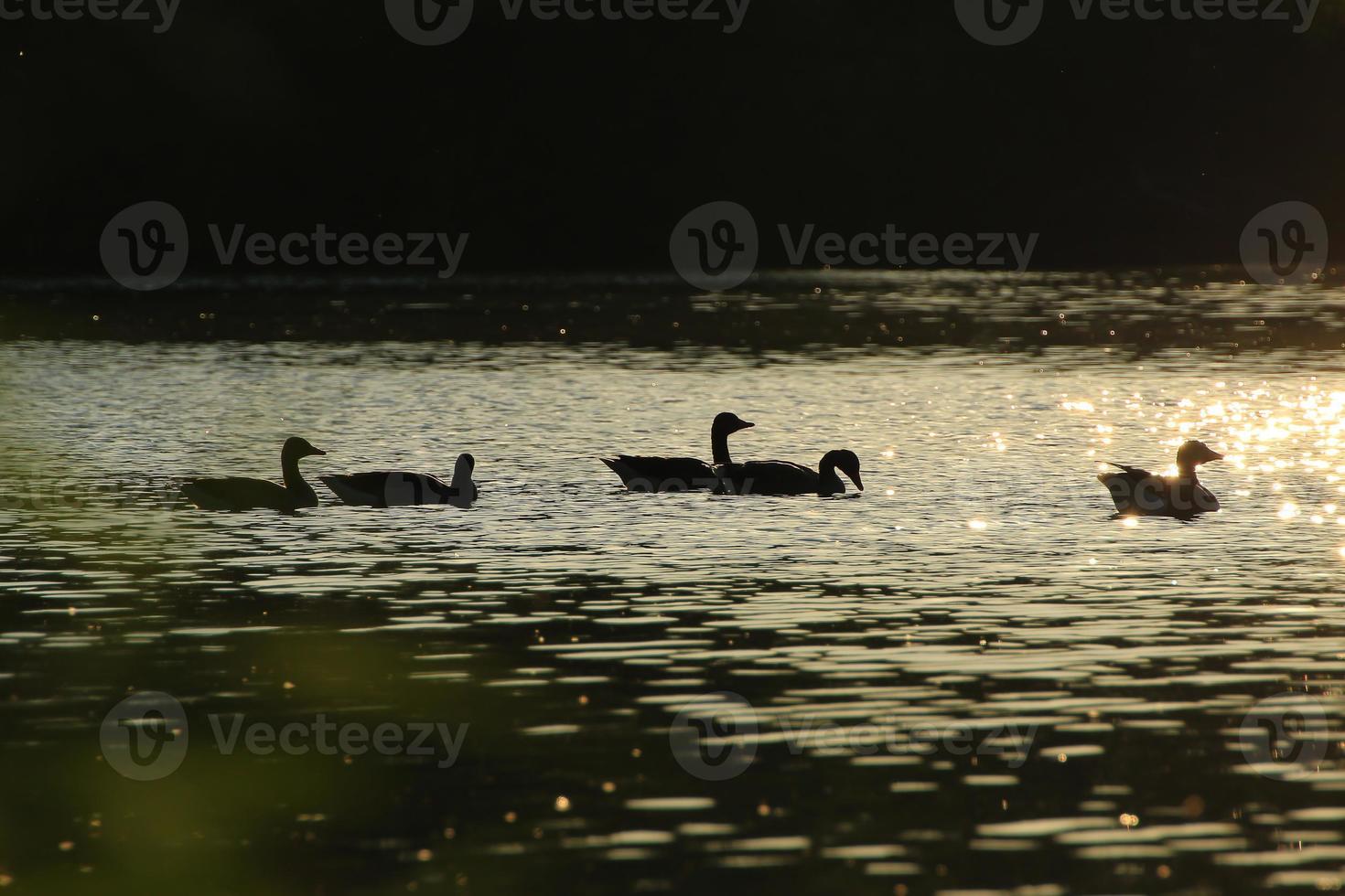 The wild goose float in the evening lake while the golden light reflected in the beautiful water surface. photo