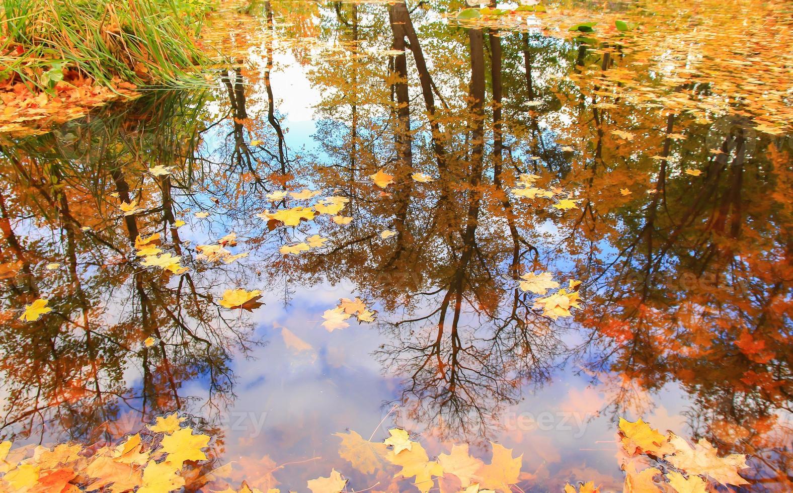Autumn yellow maple leaves over blue water with reflection of trees in it photo