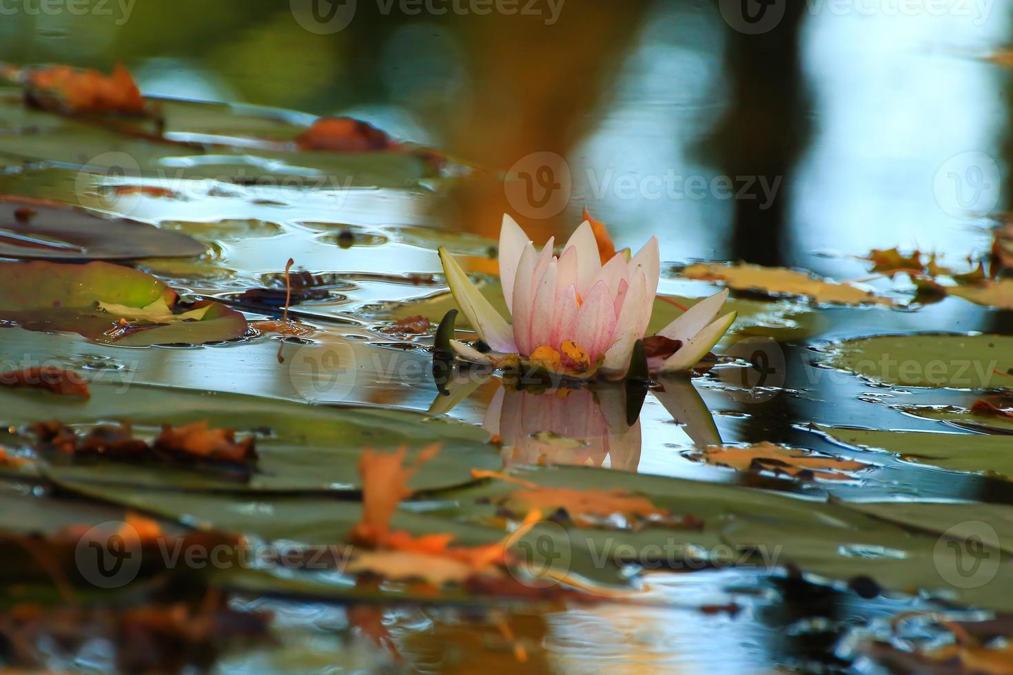 hojas pintorescas de nenúfares y hojas de arce coloridas en el agua en el estanque, temporada de otoño, fondo de otoño foto