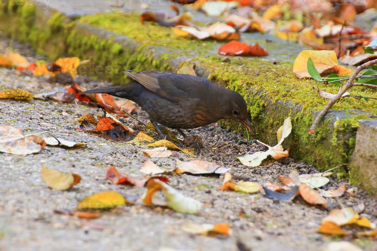 A blackbird looking for food on the ground photo