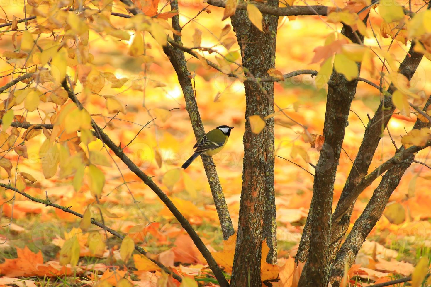 robin bird on autumn tree leaves in the park photo