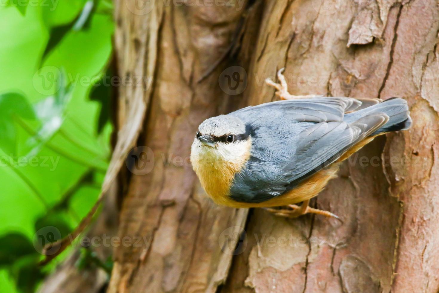The Eurasian nuthatch or wood nuthatch, Sitta europaea, is a small passerine bird with blue back and orange lower part of body and a white head with black mask photo