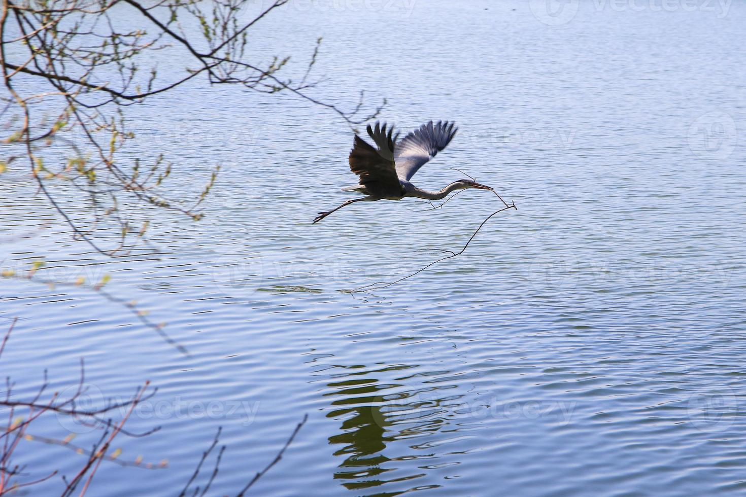 Closeup of a gray heron flying above the water and holding a dry branch in its beak photo