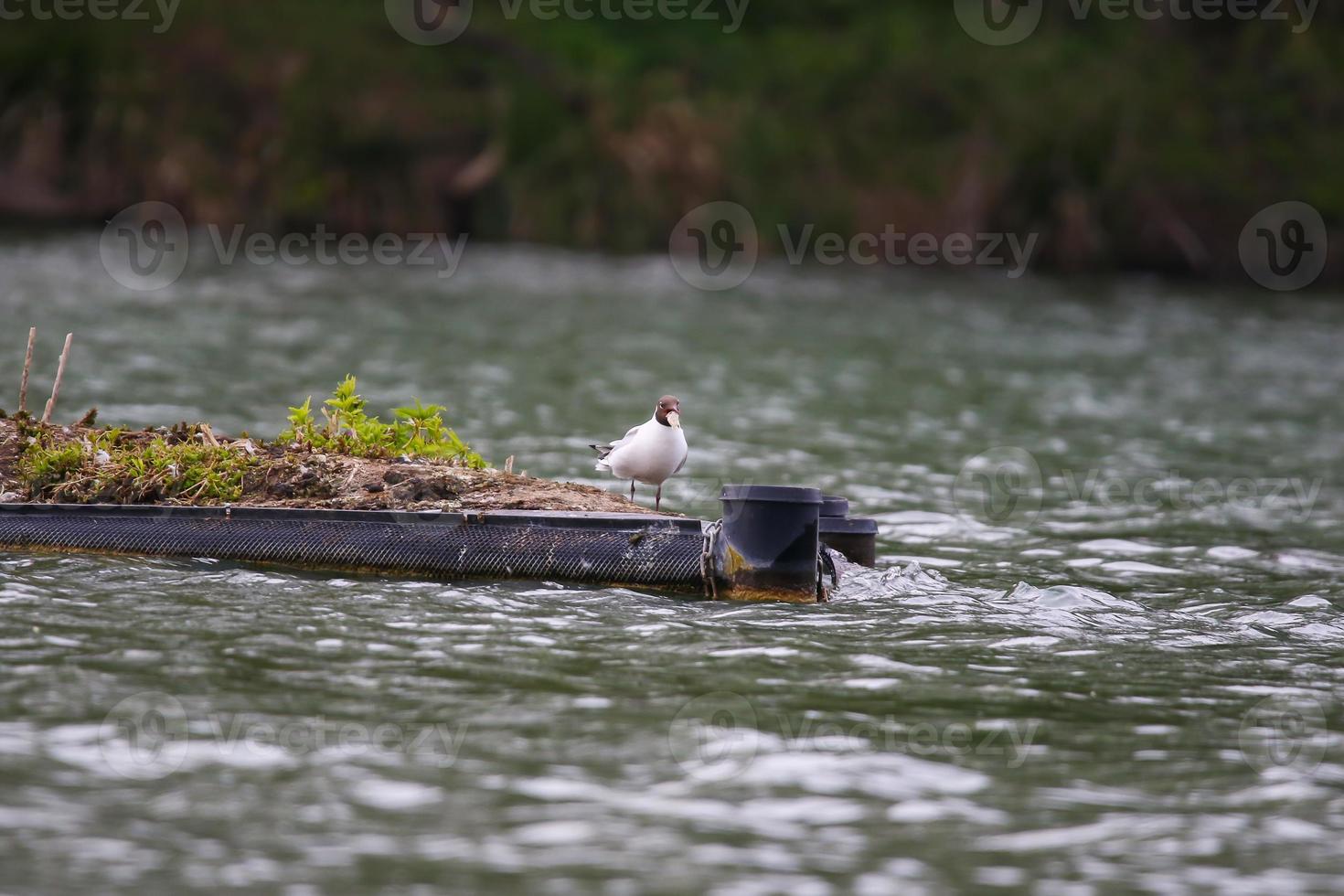 a gull eating fish on Danube river photo