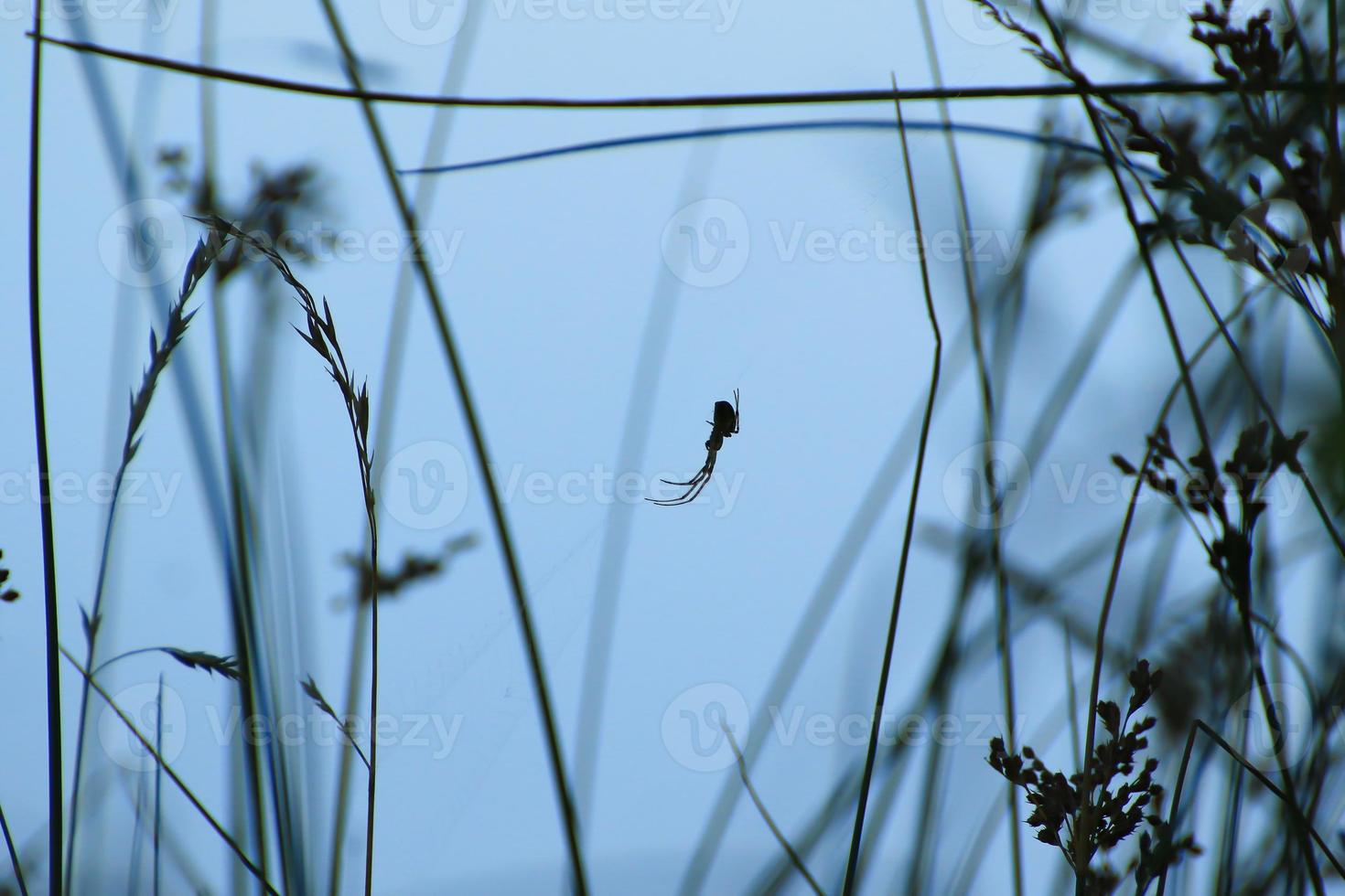 spider silhouette in the grass on blue background photo