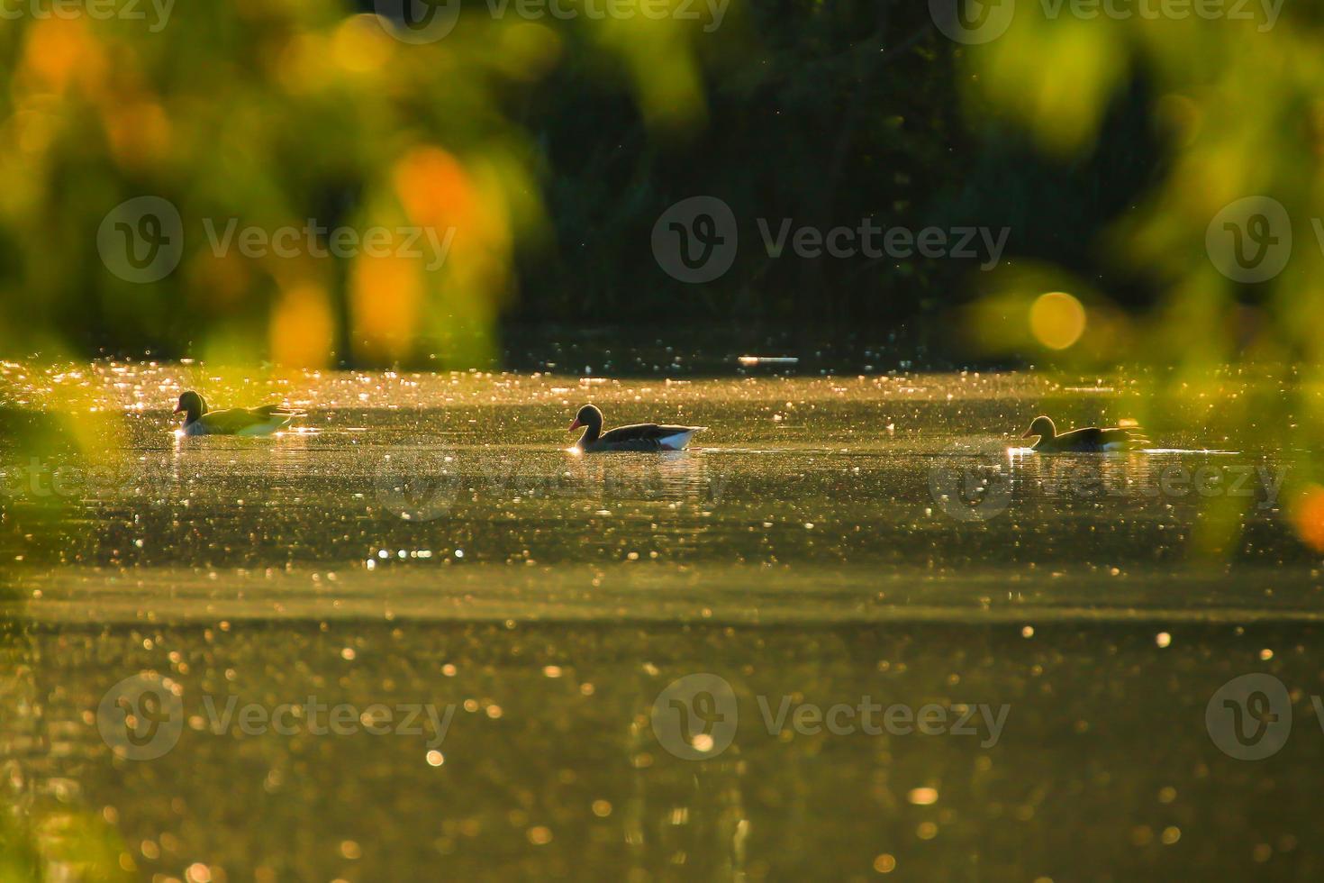 The wild goose float in the evening lake while the golden light reflected in the beautiful water surface. photo