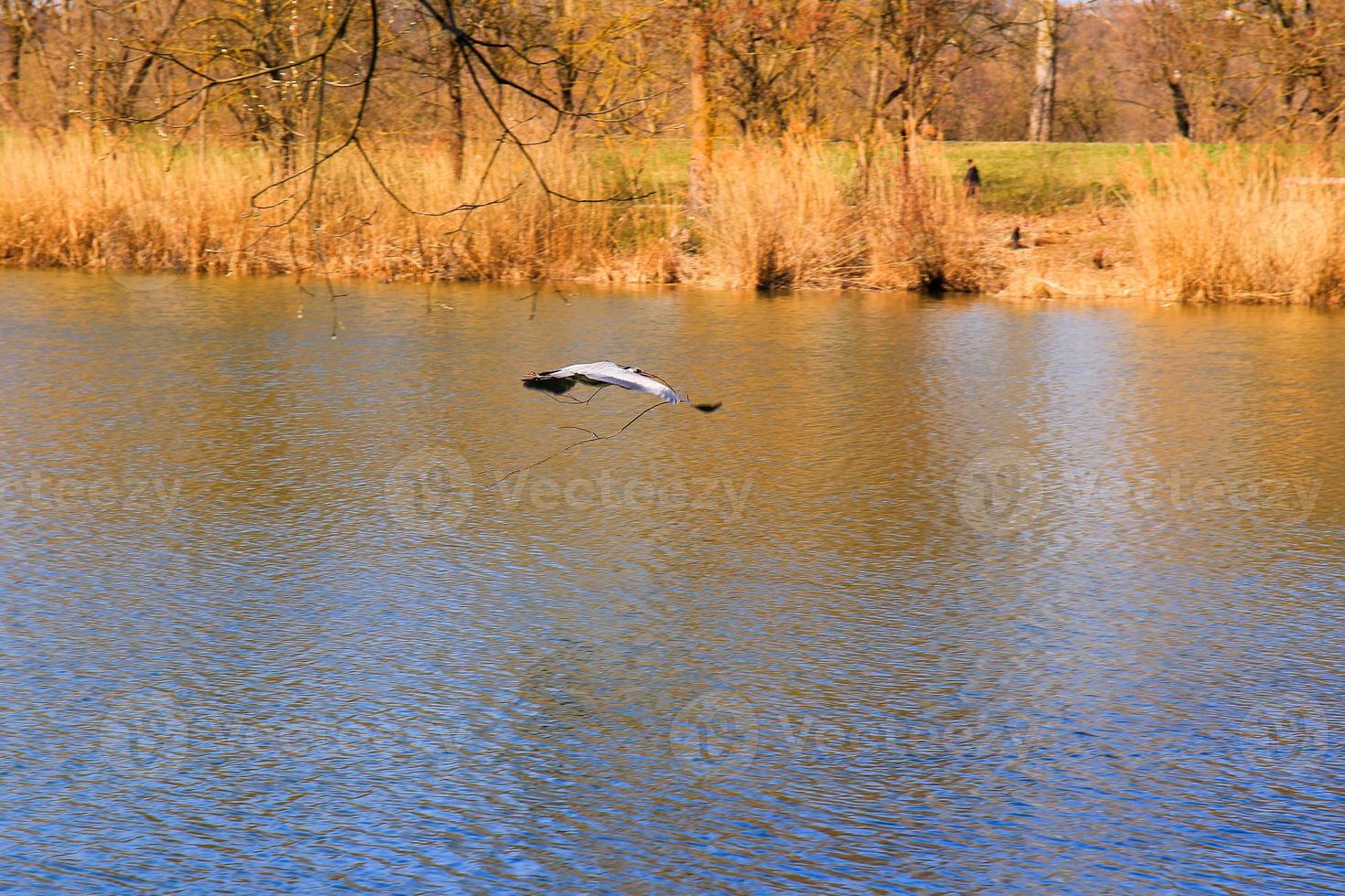 Closeup of a gray heron flying above the water and holding a dry branch in its beak photo