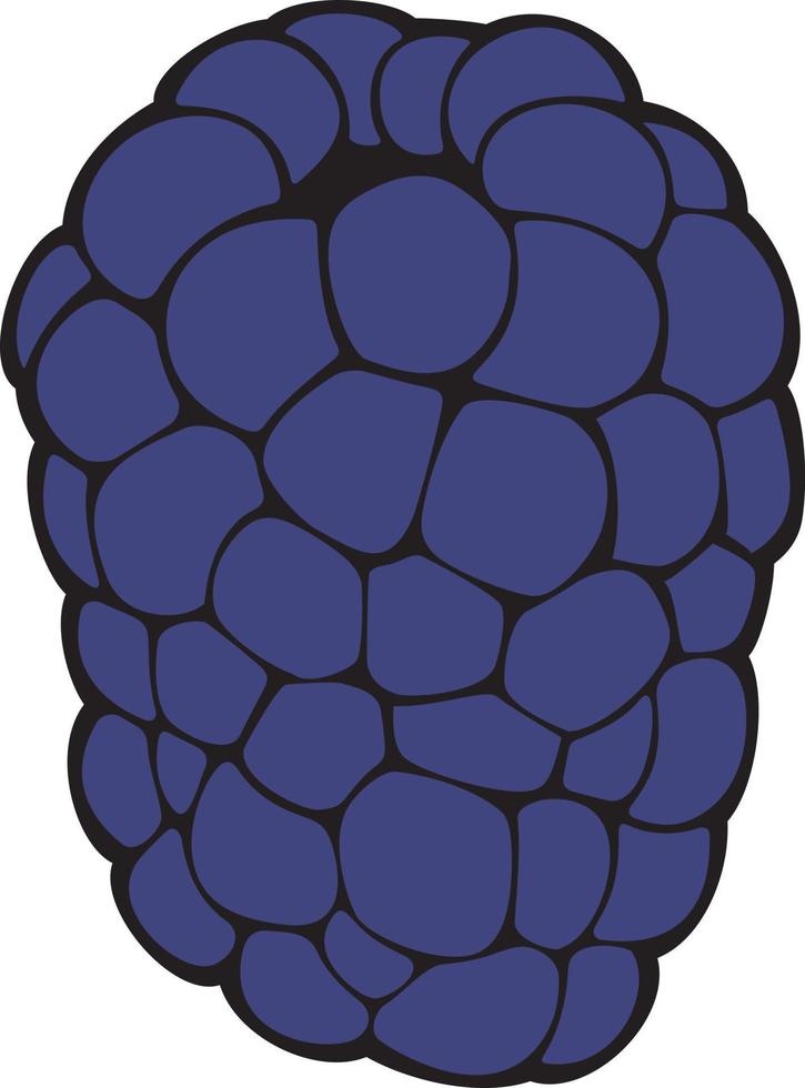 Blackberry Fruit Color. Vector Illustration