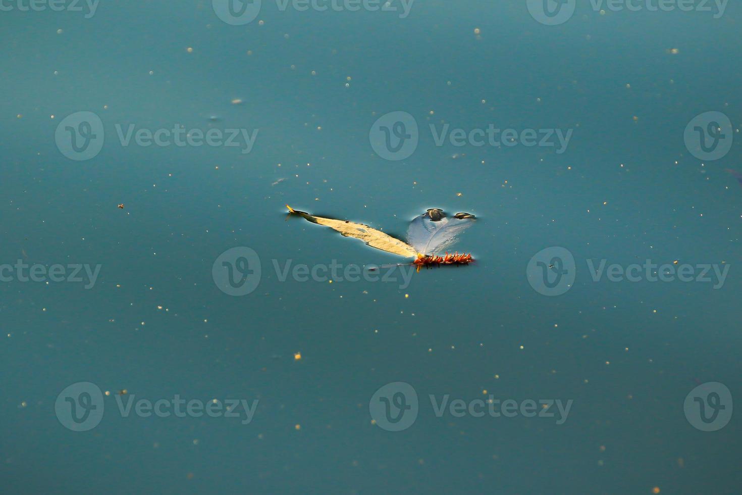 hoja amarilla flotando en el agua cerca de la corriente del río foto