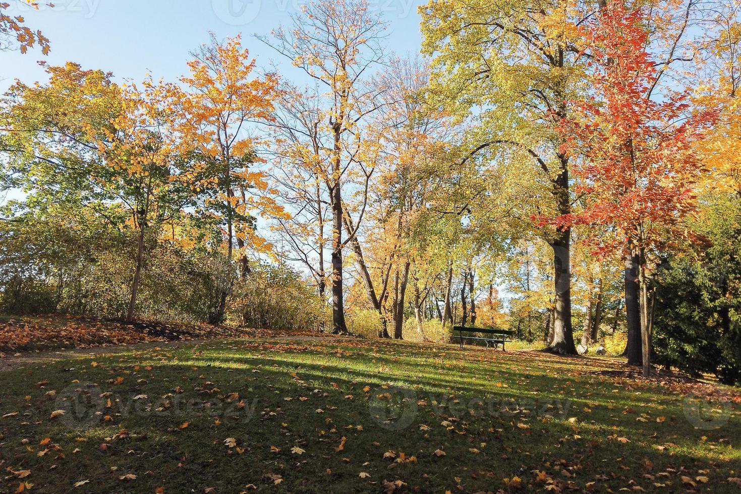 Autumn leaves and trees in the park photo