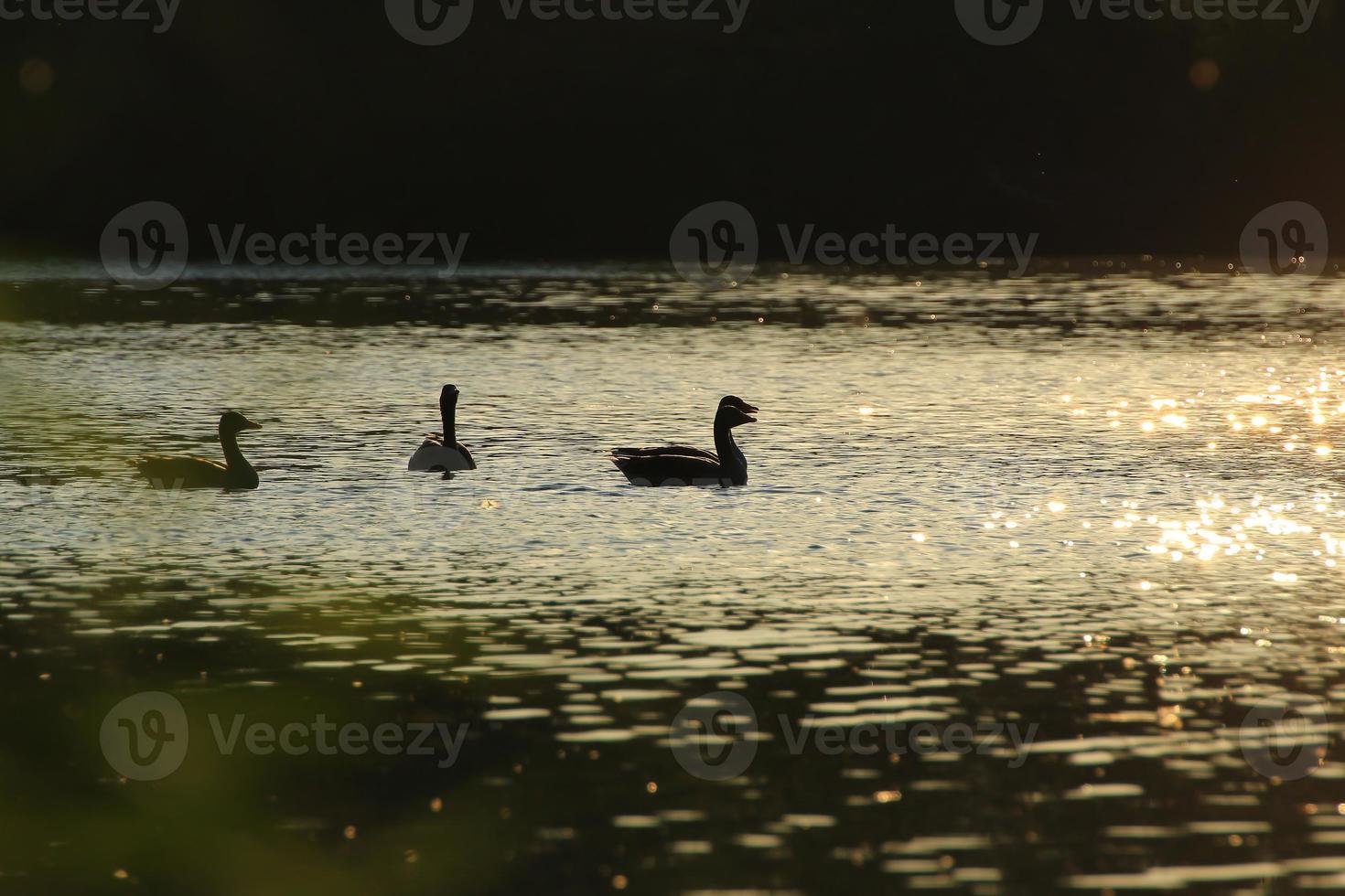 The wild goose float in the evening lake while the golden light reflected in the beautiful water surface. photo