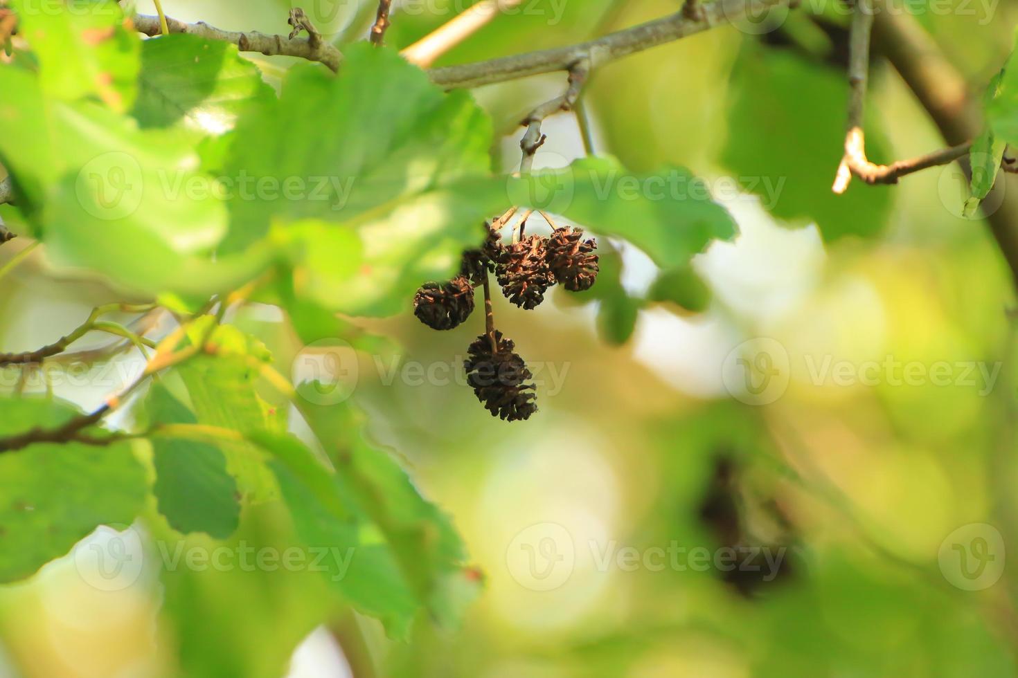 Pine Cone And Branches in the park photo