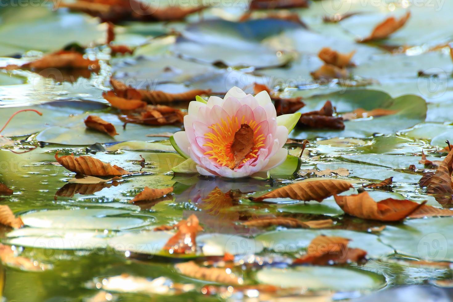 hojas pintorescas de nenúfares y hojas de arce coloridas en el agua en el estanque, temporada de otoño, fondo de otoño foto