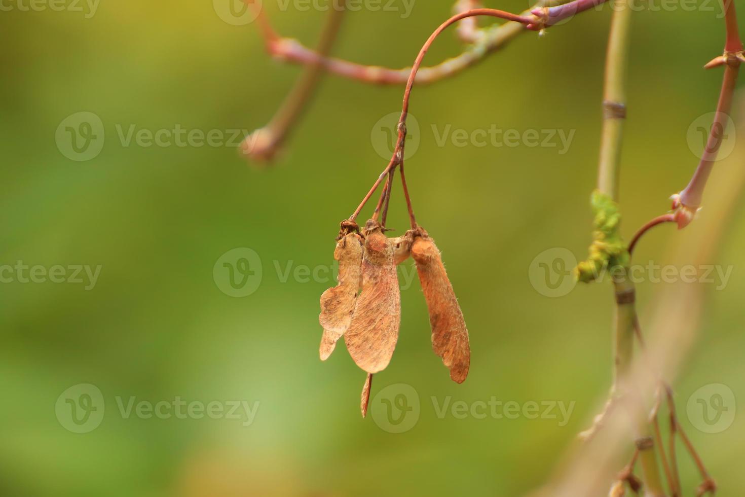 Colourful autumn leaves of the Japanese maple photo