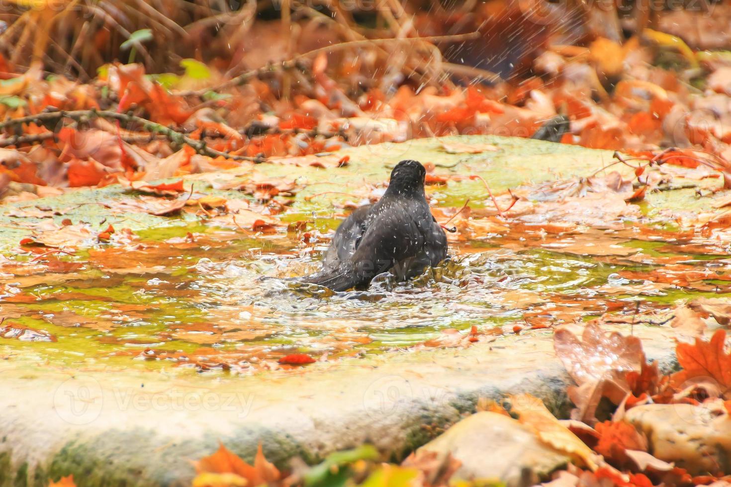 mirlo común, turdus merula, se está bañando en una piscina pública en el parque foto