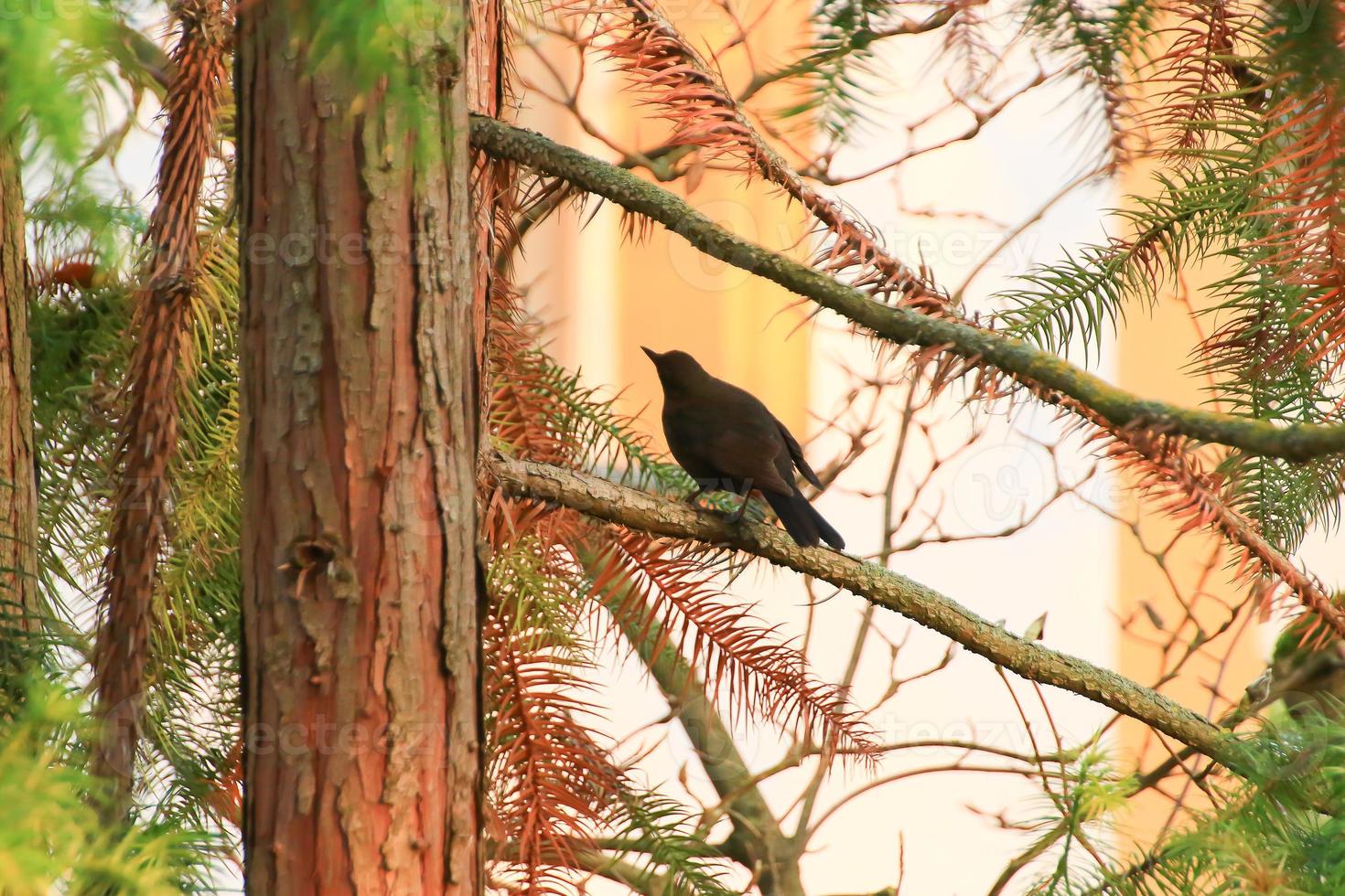 un mirlo común, turdus merula, sentado en una rama de árbol foto