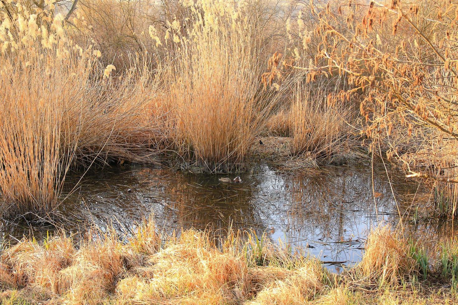 pair of mallards on the water in a swamp in autumn time photo
