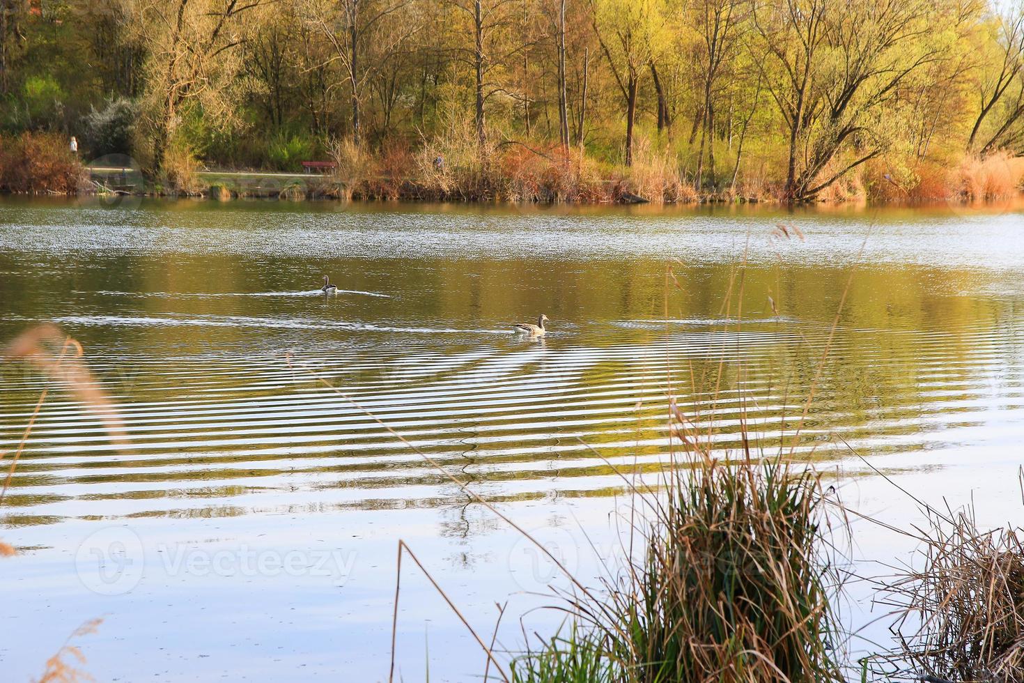 wild geese  on the lake near Danube river in Germany photo