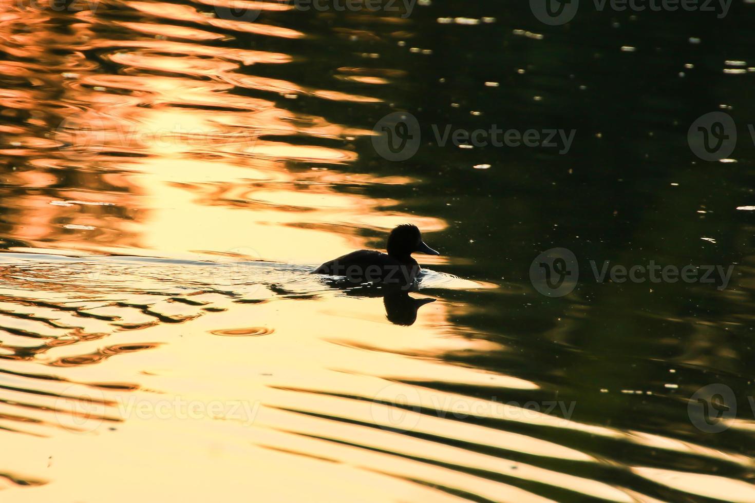 The wild goose float in the evening lake while the golden light reflected in the beautiful water surface. photo