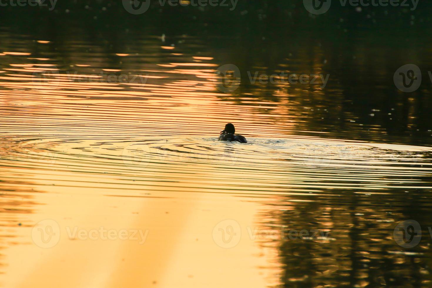 The wild goose float in the evening lake while the golden light reflected in the beautiful water surface. photo