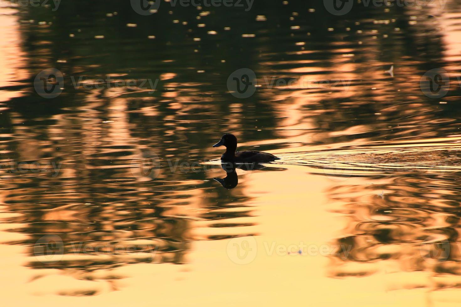 el ganso salvaje flota en el lago de la tarde mientras la luz dorada se refleja en la hermosa superficie del agua. foto