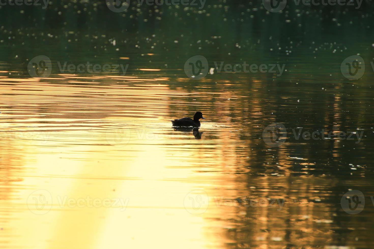 The wild goose float in the evening lake while the golden light reflected in the beautiful water surface. photo