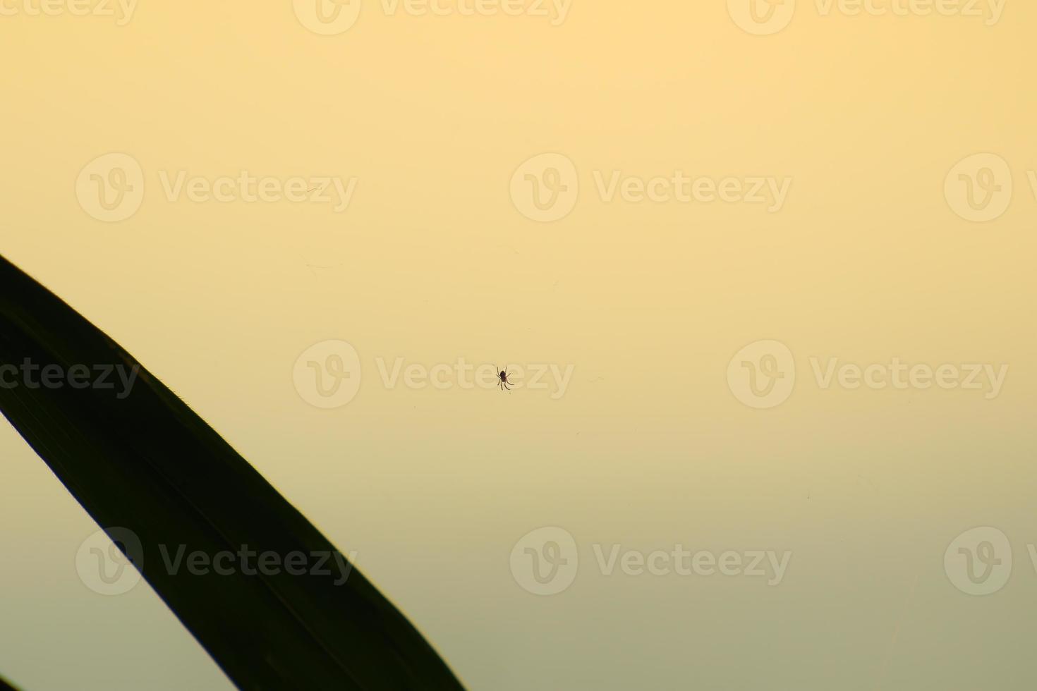 silueta de araña en la hierba al atardecer foto