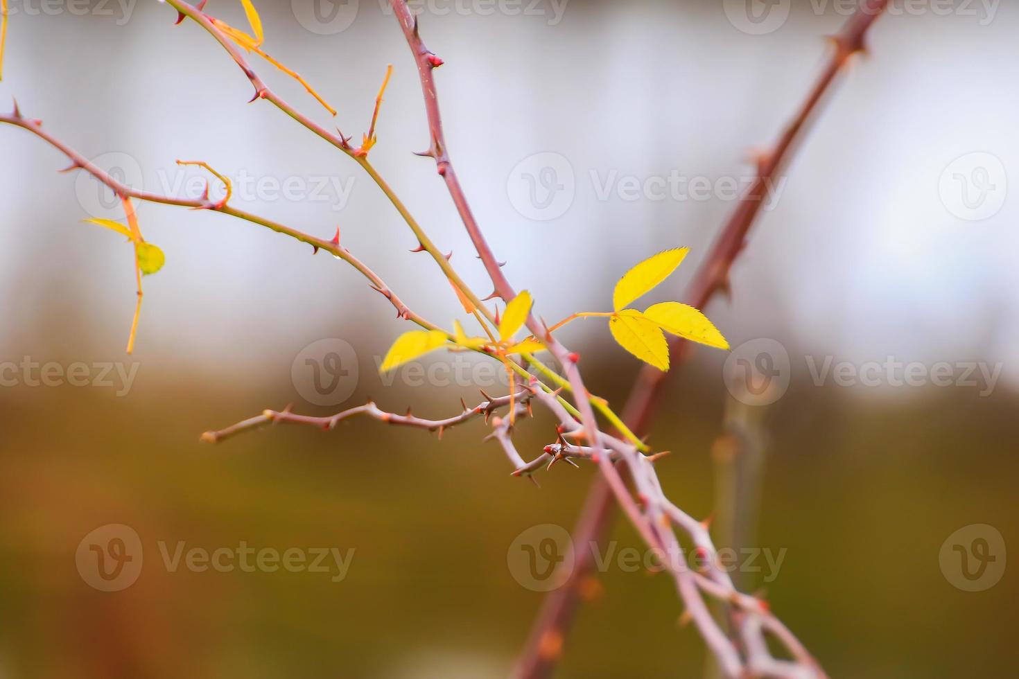 thorny dog rose branches. Green wild rose branch with many little and big sharp and poitny orange thorns photo