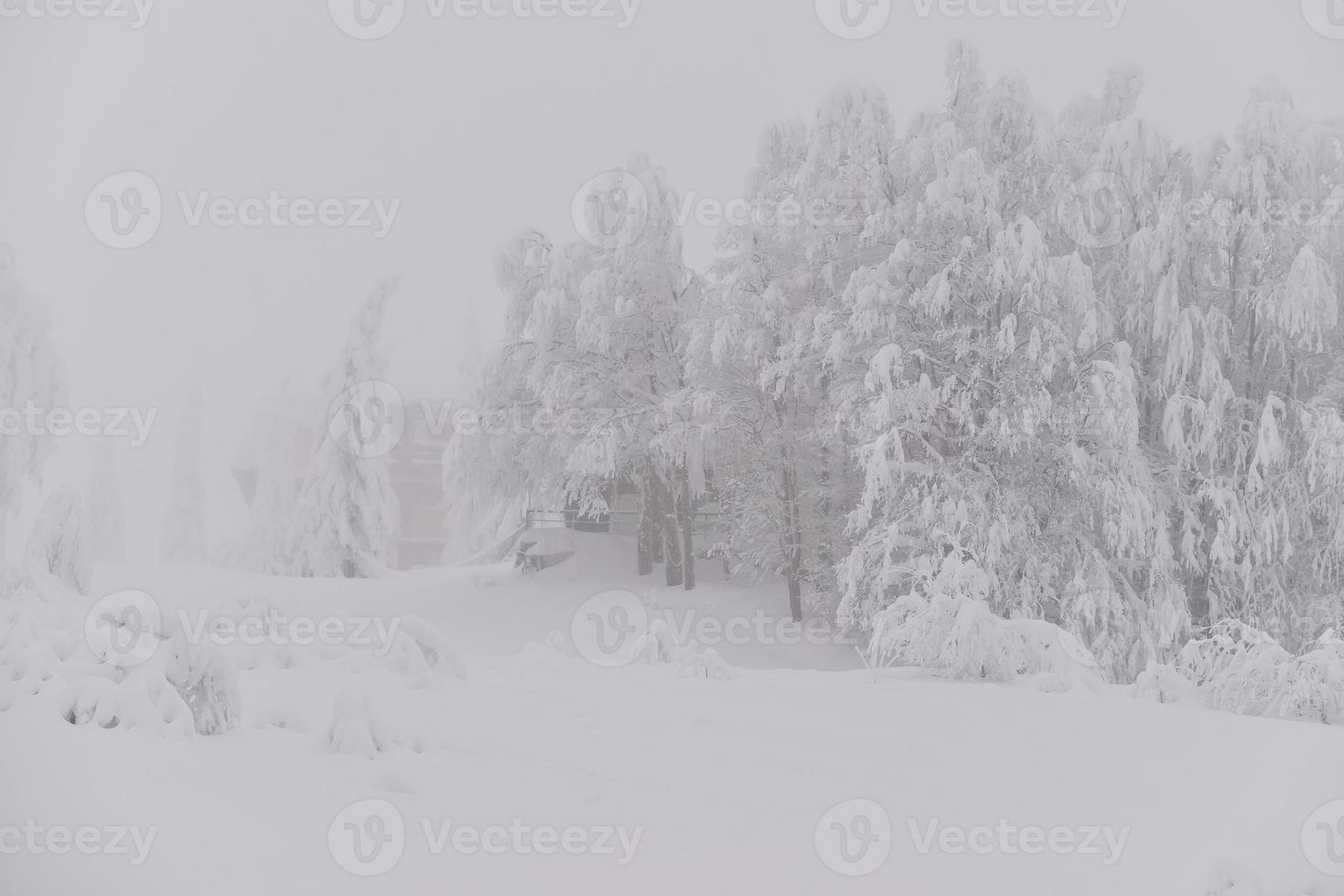 mountain forest landscape on a foggy winter day photo