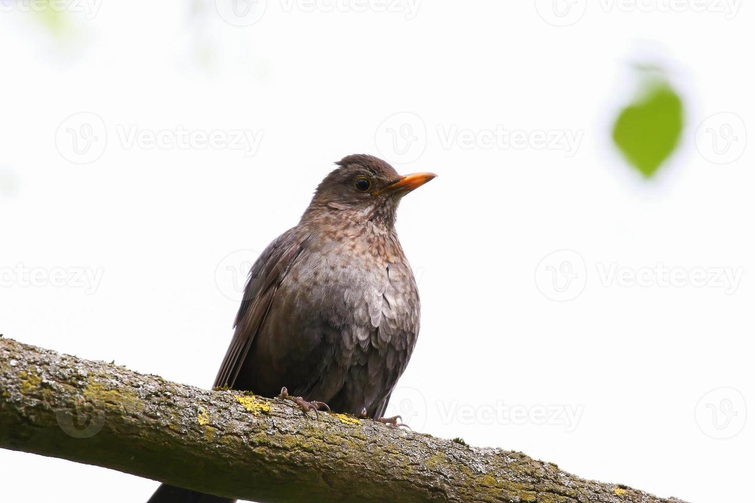 a common blackbird sitting on a tree branch photo
