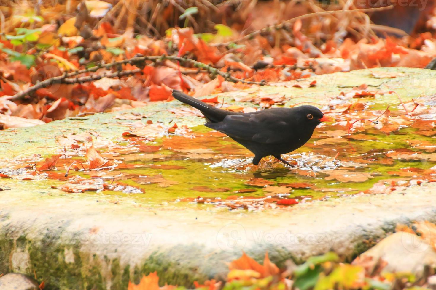 mirlo común, turdus merula, se está bañando en una piscina pública en el parque foto