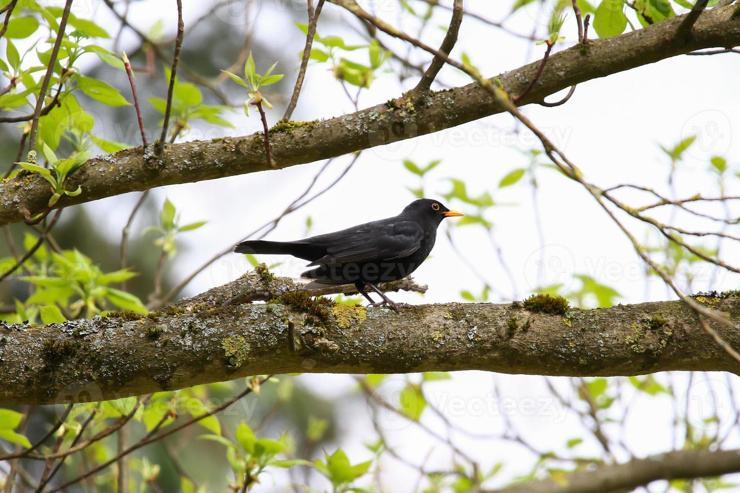 a common blackbird sitting on a tree branch photo