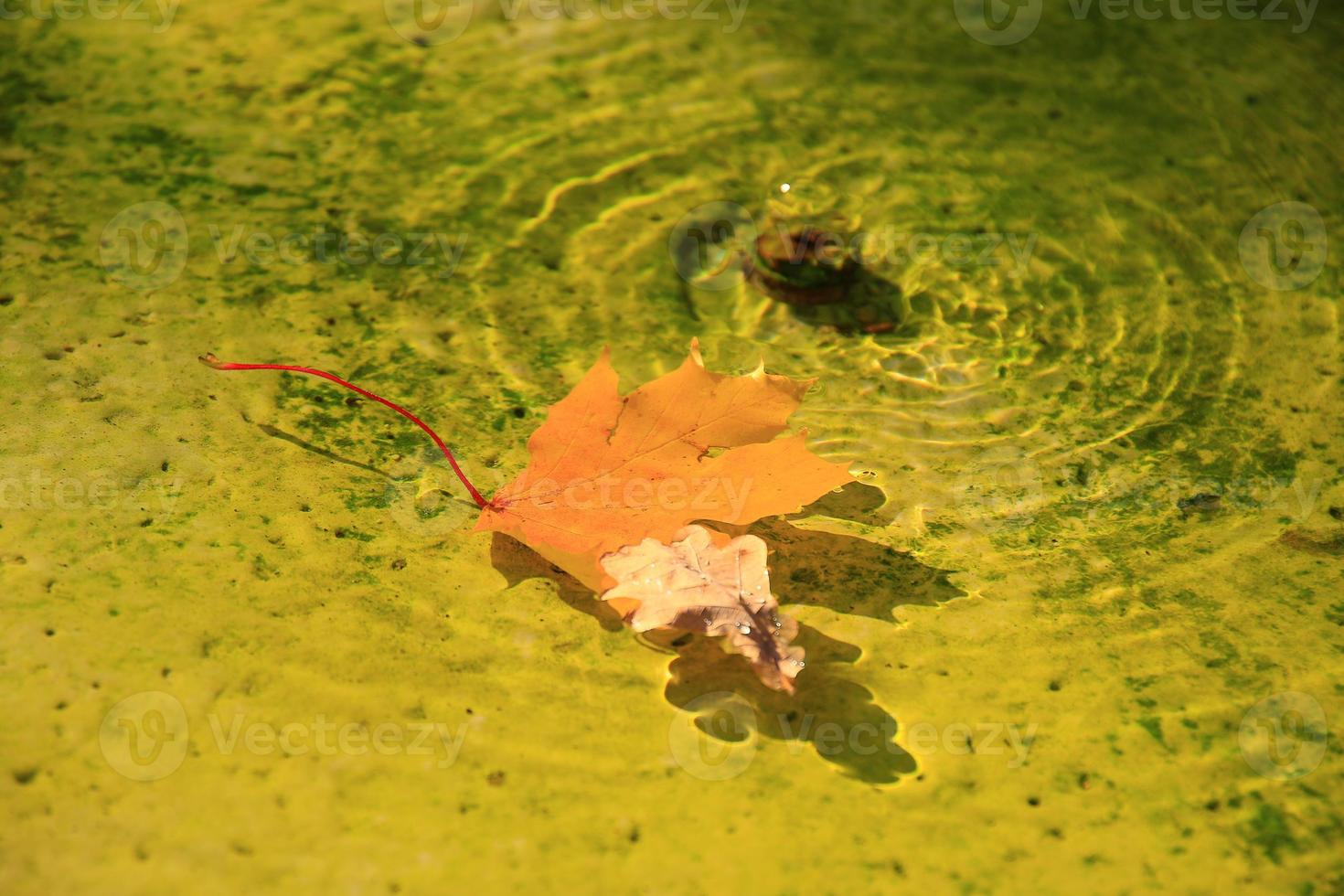 hoja de arce de otoño de octubre flotando en el agua foto