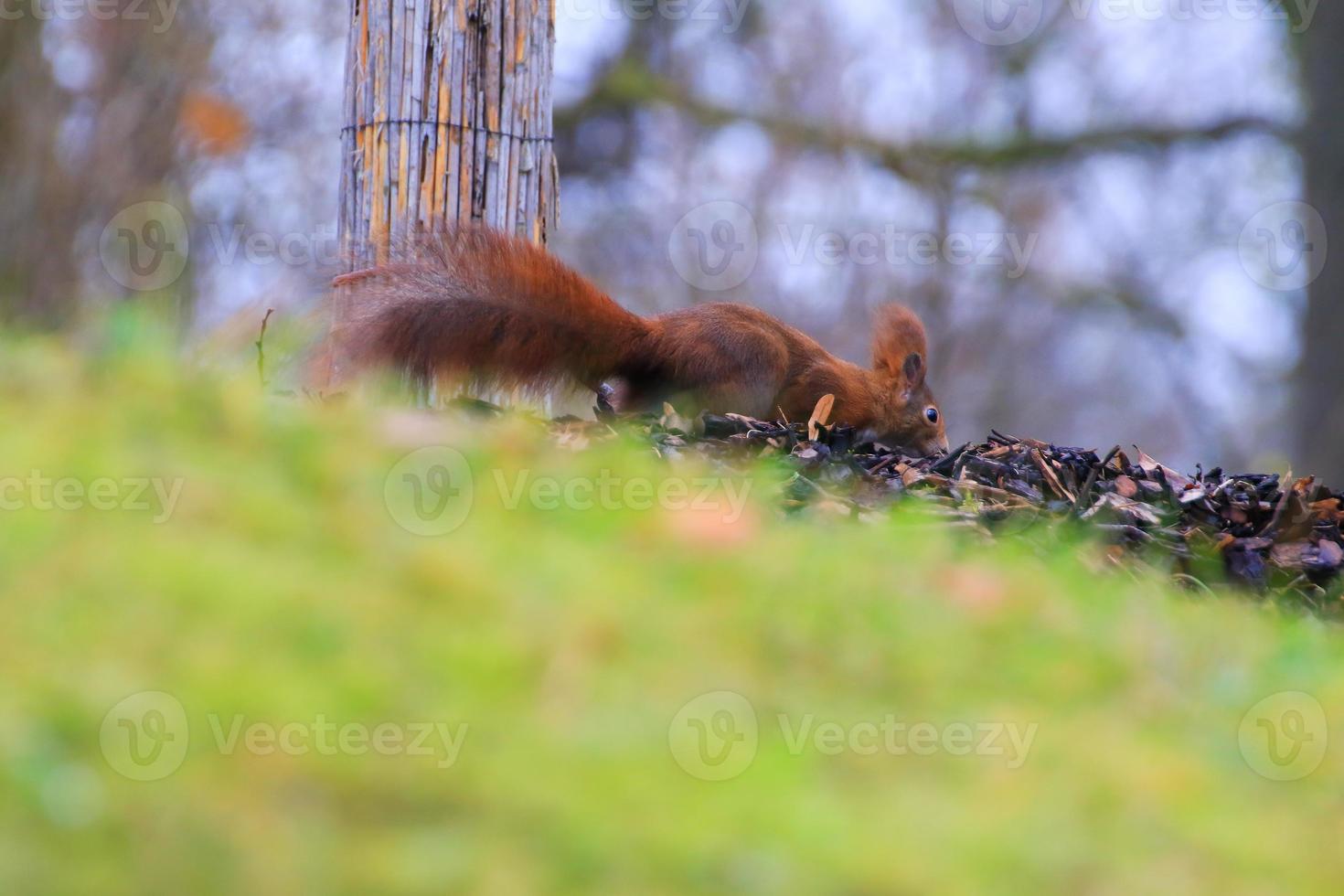 curious Eurasian red squirrel Sciurus vulgaris in the park searching for food on the ground photo