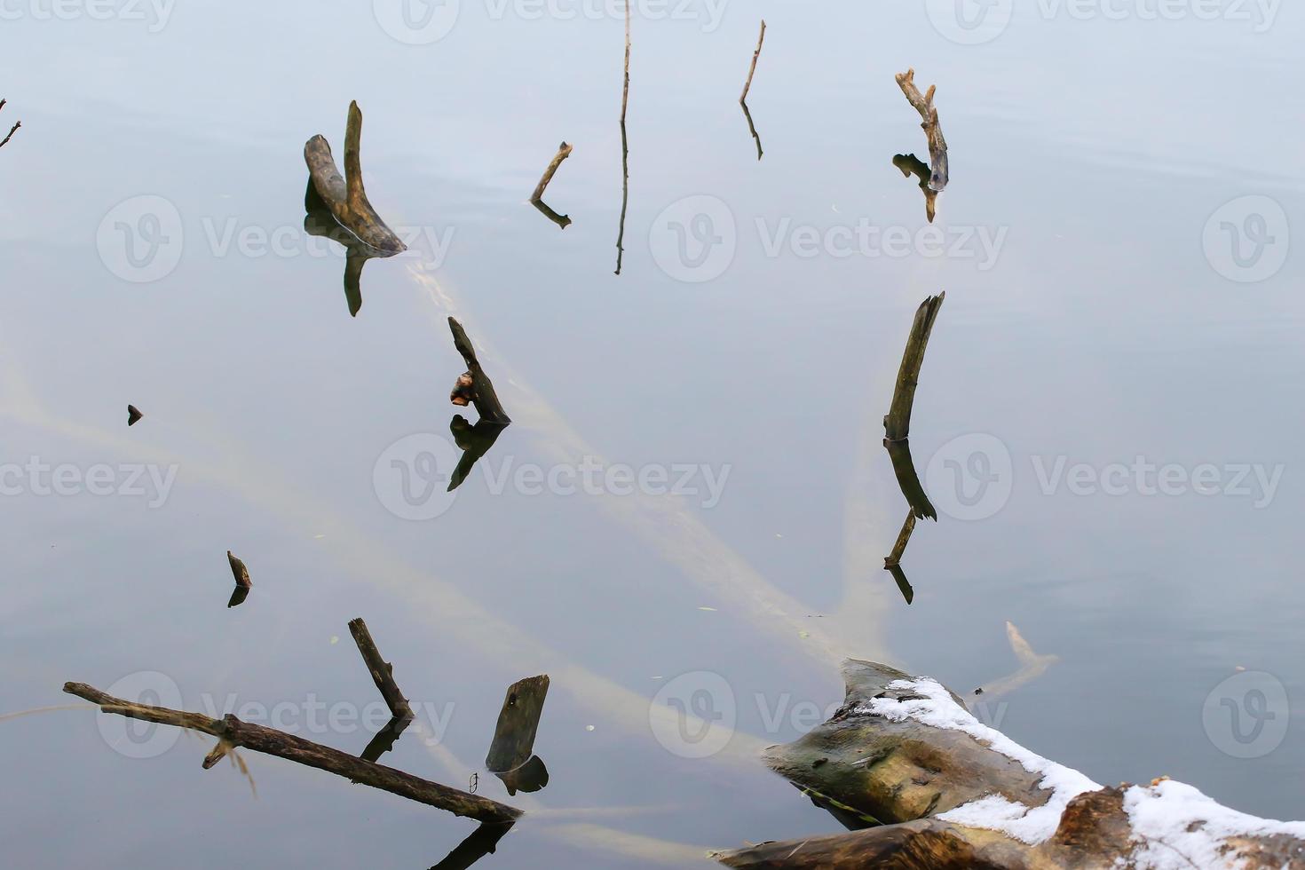 tree branches sticks out from under the water in winter time photo